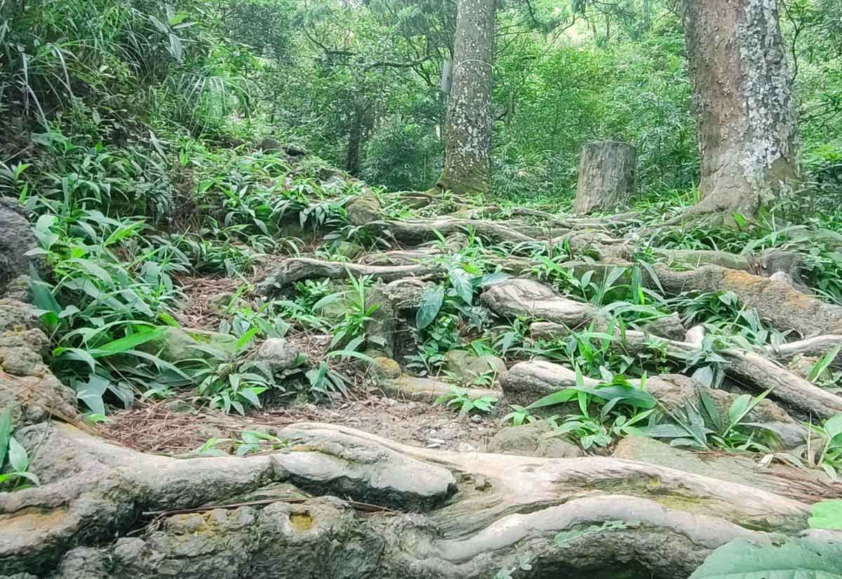 Bộ rễ của cây Xích Tùng tại Yên Tử, Quảng Ninh bị nhô lên khỏi mặt đất ảnh hưởng đến sinh trưởng cũng như sự trường tồn của cây. Ảnh: BQL Di tích RQG Yên Tử