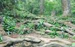 Bảo tồn chuyển chỗ cây di sản ở Yên Tử