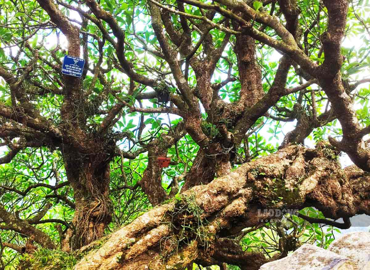 Photo: Yen Tu National Park Relics Management Board