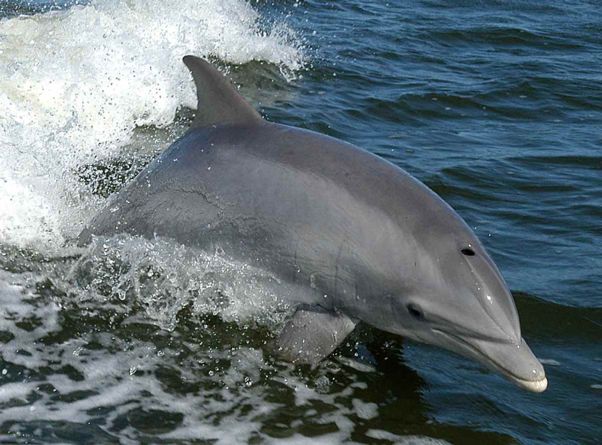 Bottlenose dolphins are believed to be trained by Russia for military purposes. Photo: NASA