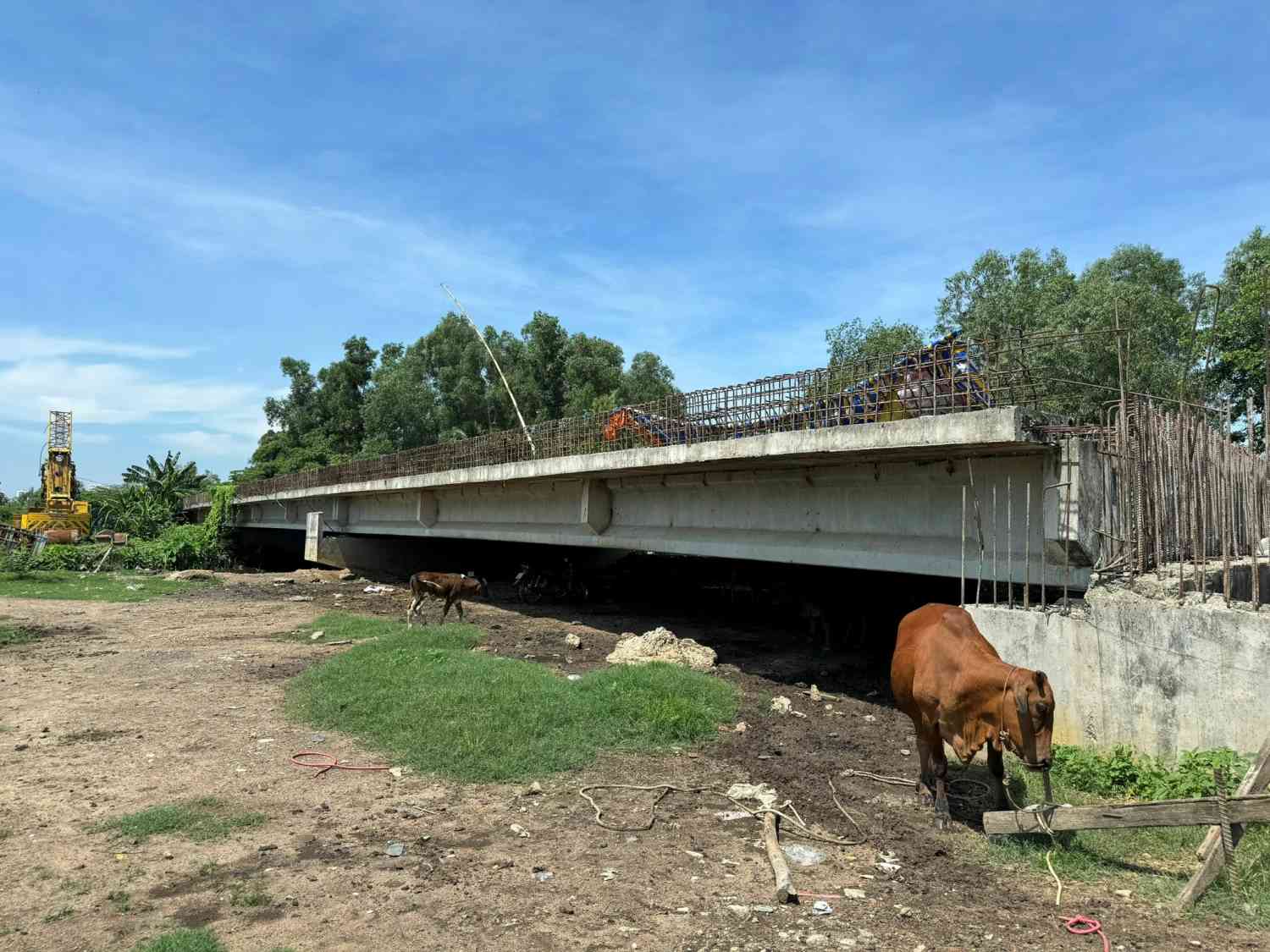 Sau 4 năm ngưng trệ, công trường Vành đai 2 (đoạn 3) nhiều đoạn thành nơi chăn thả gia súc.  Ảnh: Minh Quân