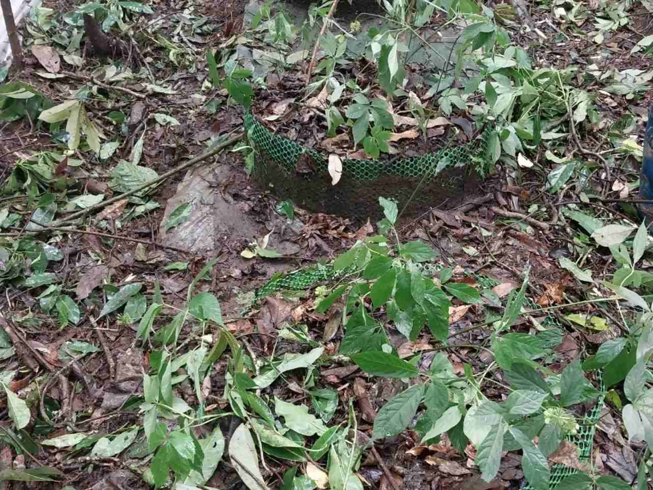 About 15 Ngoc Linh ginseng trees, about 10 years old, were crushed by trees, causing their stems, leaves, and flowers to bruise. Photo: Huyen Nga