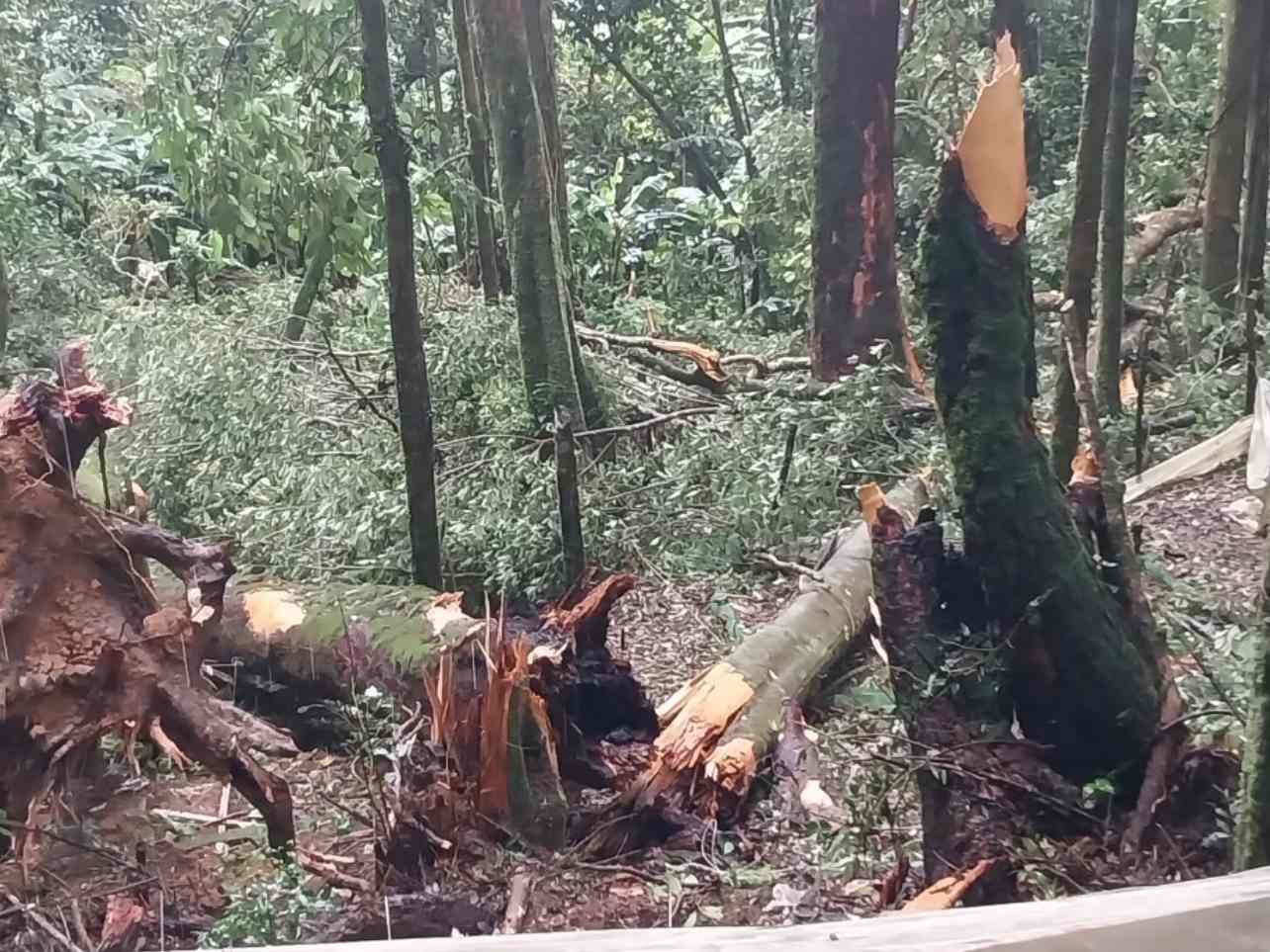 The impact of Storm No. 2 caused people's crops in Tu Mo Rong district (Kon Tum) to be seriously affected. Photo: Huyen Nga