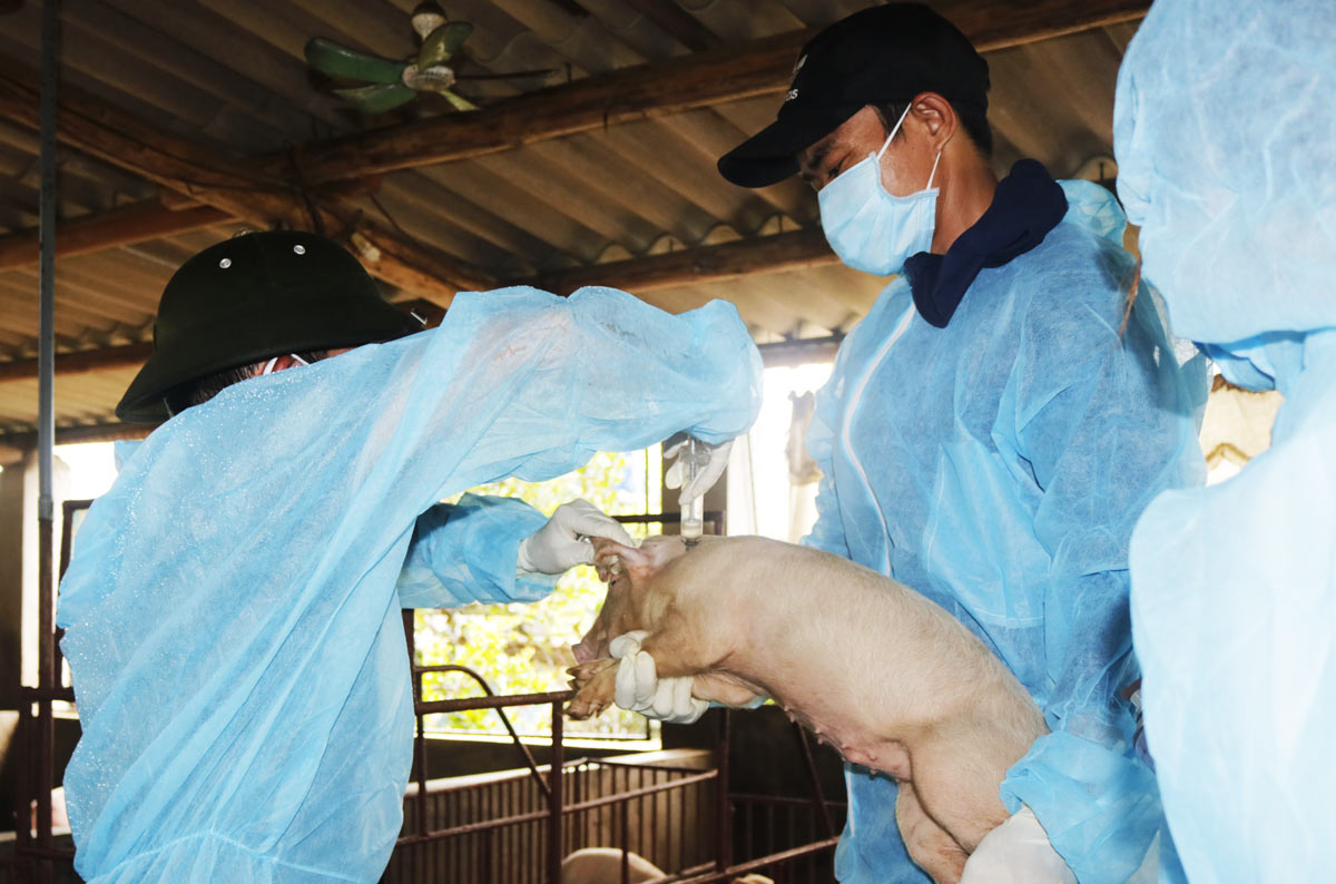 Ngày đầu tiêm vaccine dịch tả lợn châu Phi tại Quảng Ninh. Ảnh: Cổng TTĐT Móng Cái