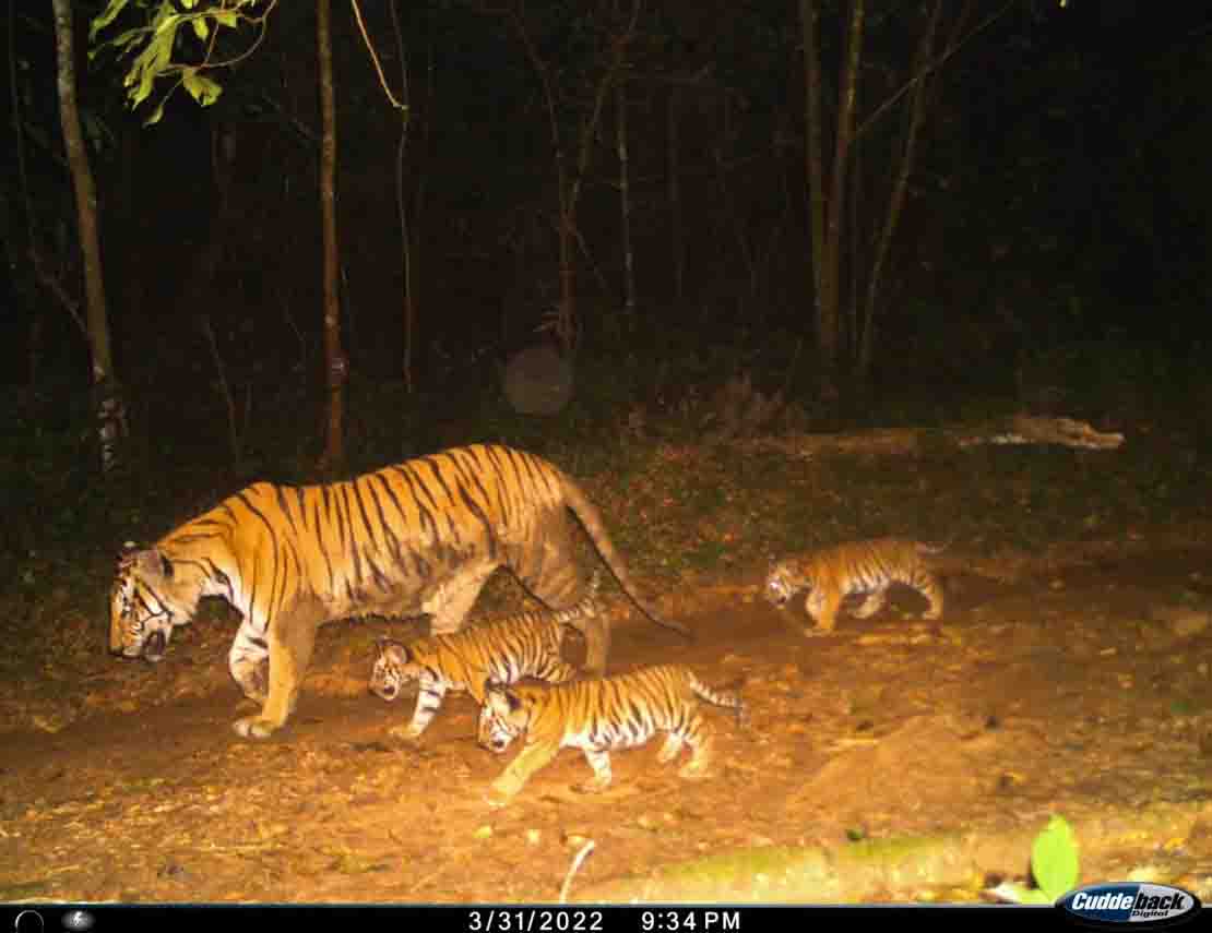 Image of a tiger captured by camera. Photo: WEFCOM