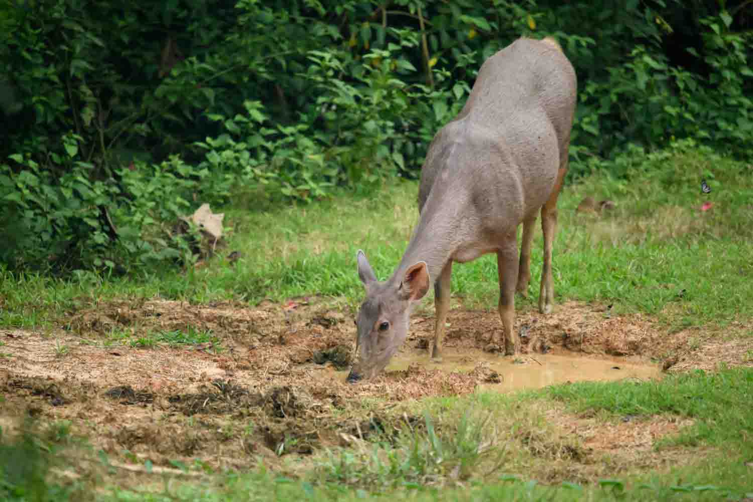 Sambar deer in the breeding and release program. Photo: Thai National Park