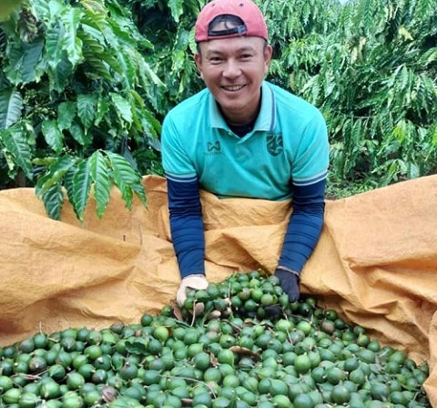 Người dân Kbang vui mừng thu hoạch mắc ca. Ảnh: Phong Lan 