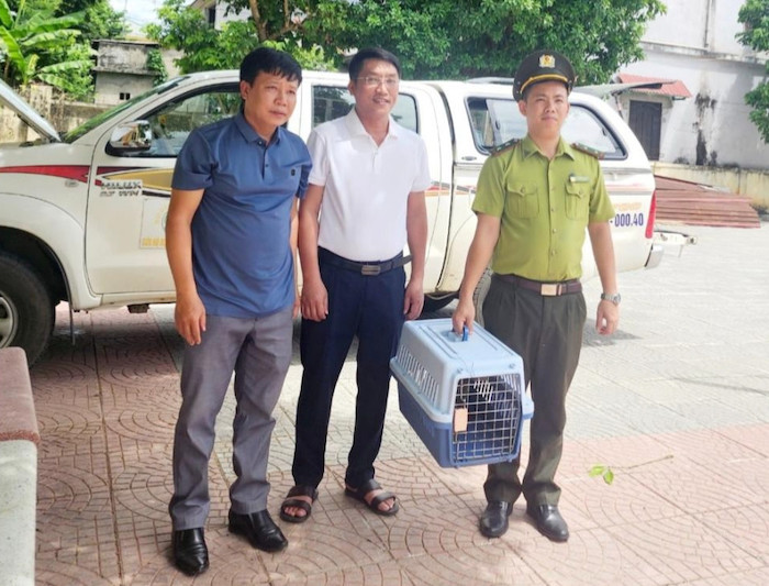 Tiếp nhận Khỉ vàng (Macaca mulatta) tại thị trấn Đồng Lê. Ảnh: N.Anh