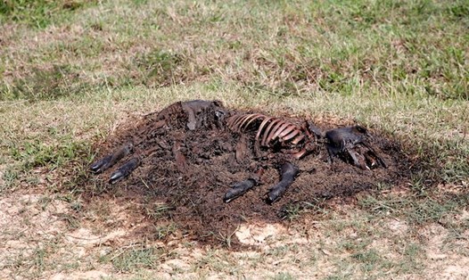 Xác một con lợn chết bị vứt cạnh nghĩa địa tại Quảng Bình. Ảnh: Công Sáng