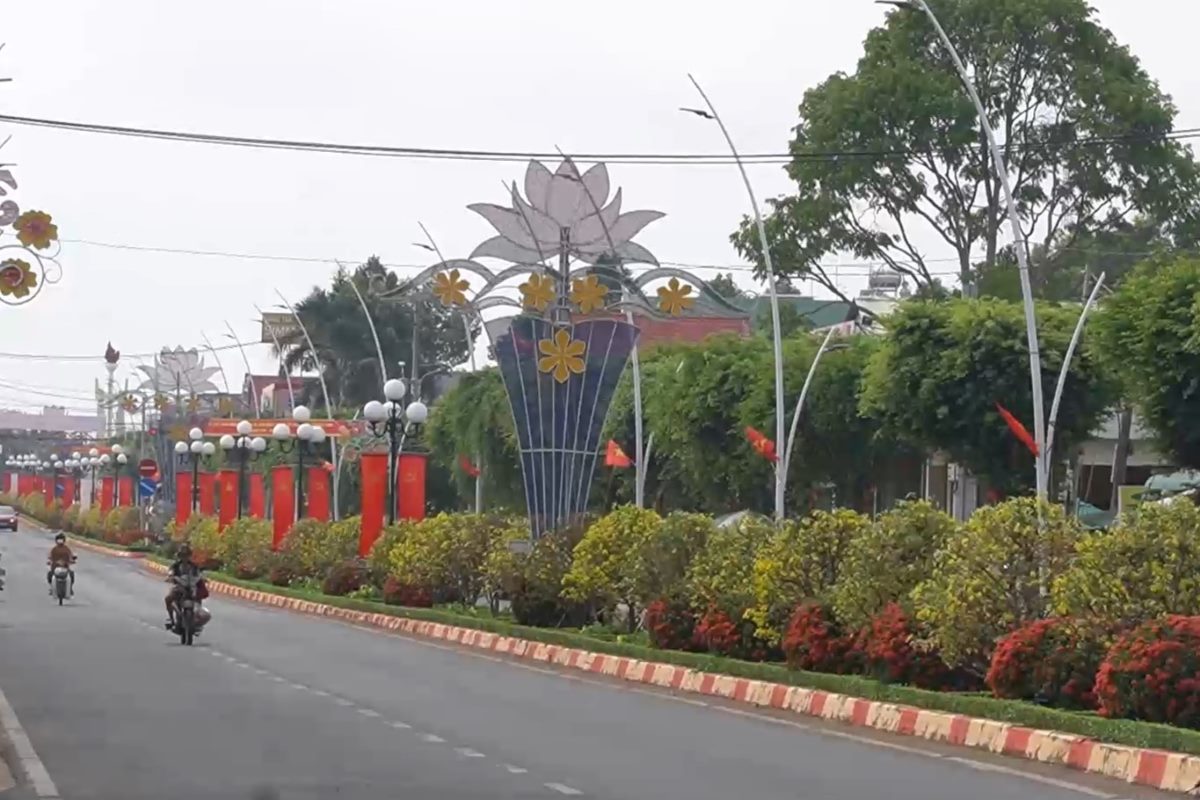 Hàng mai nở vàng rực mỗi dịp Tết đến ở huyện Châu Đức. Ảnh: Thành An