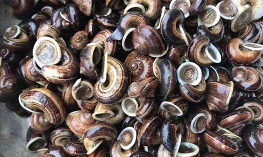 Ốc đá xuất hiện nhiều ở vùng núi Hòa Bình. Ảnh: Mai Mai