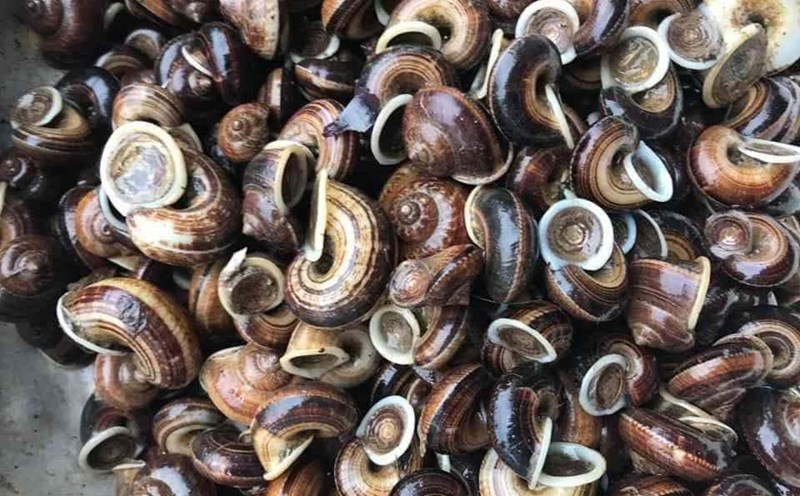 Ốc đá xuất hiện nhiều ở vùng núi Hòa Bình. Ảnh: Mai Mai