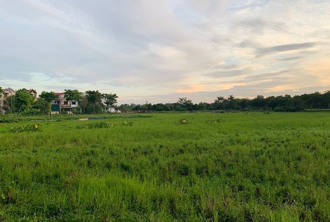 Đất nông nghiệp hiện đang sắp áp dụng nhiều quy định mới. Ảnh: Phương Anh