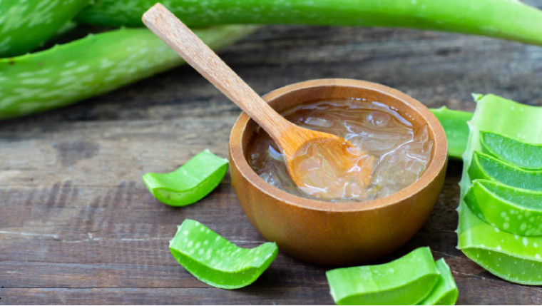 Use fresh aloe vera leaves to make gel. Image source: Adobe Stock.