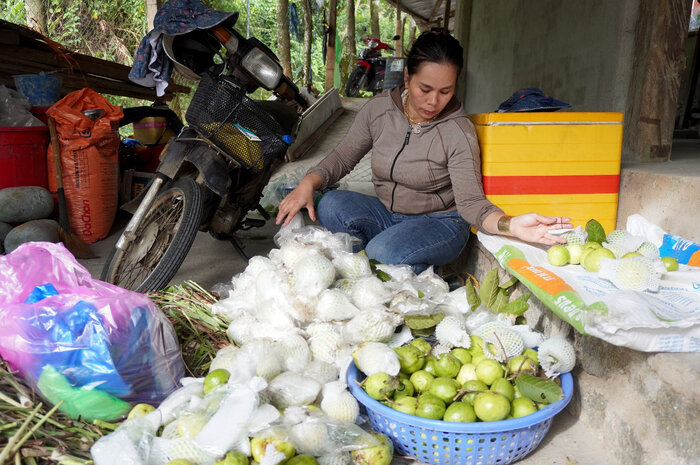 Growing ruby guava brings considerable income to the people of Sơn Tây district. Photo: Viên Nguyễn