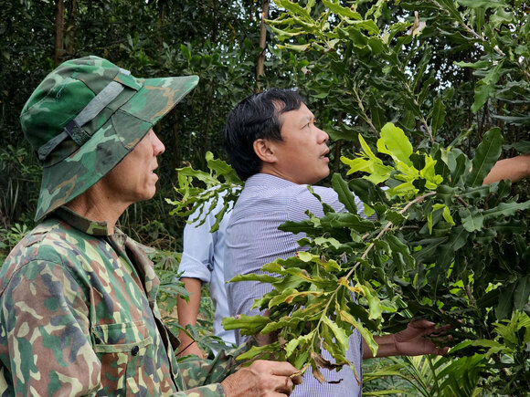 Ông Phạm Hồng Khuyến  - Trưởng phòng NN&PTNT huyện Sơn Tây hướng dẫn nông dân kỹ thuật chăm sóc cây mắc ca. Ảnh: Viên Nguyễn