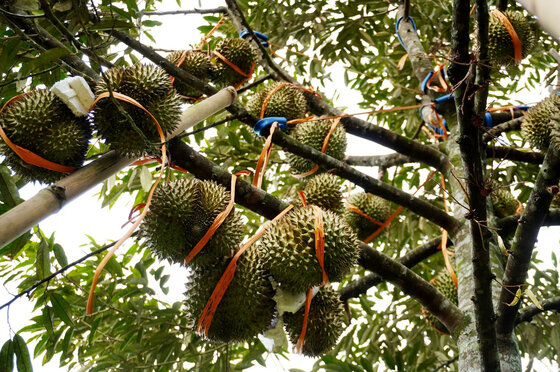 Durian garden laden with fruits of Mr. Đỗ Thanh Vượt in Sơn Long commune, Sơn Tây district, Quảng Ngãi province. Photo: Viên Nguyễn