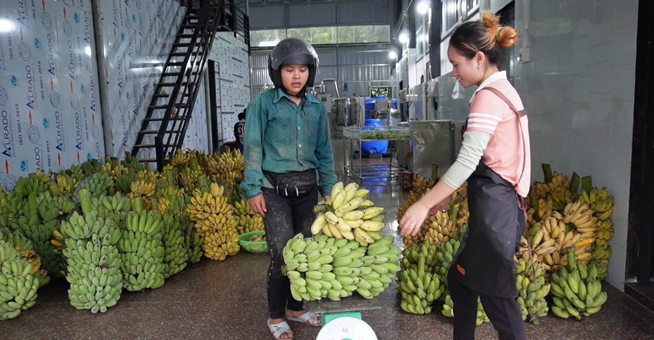 Một hợp tác xã ở xã Sơn Bua, huyện Sơn Tây thu mua chuối mốc của nông dân. Ảnh: Viên Nguyễn