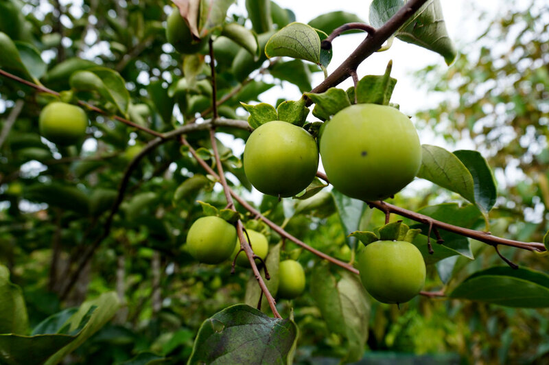 Crunchy persimmon trees have found a home in the mountainous district of Sơn Tây. Photo: Viên Nguyễn