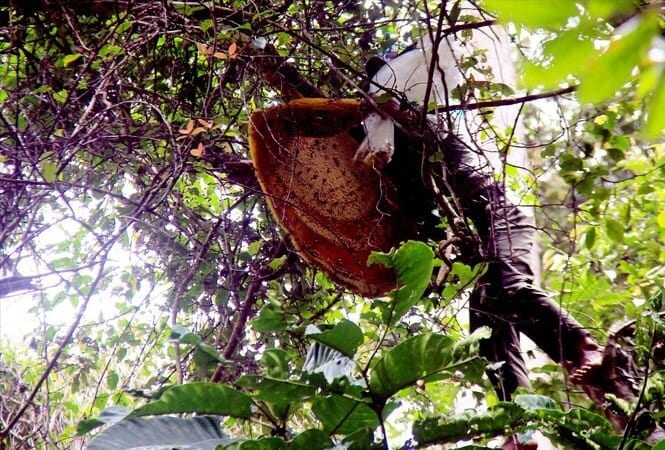 Ông N đi tìm mật ong, bị mất tích bí ẩn nhiều ngày và được phát hiện trong tình trạng đã tử vong. Ảnh minh họa