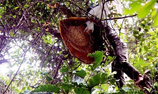Ông N đi tìm mật ong, bị mất tích bí ẩn nhiều ngày và được phát hiện trong tình trạng đã tử vong. Ảnh minh họa