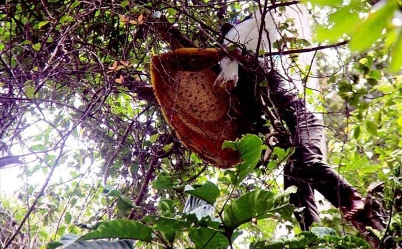Ông N đi tìm mật ong, bị mất tích bí ẩn nhiều ngày và được phát hiện trong tình trạng đã tử vong. Ảnh minh họa