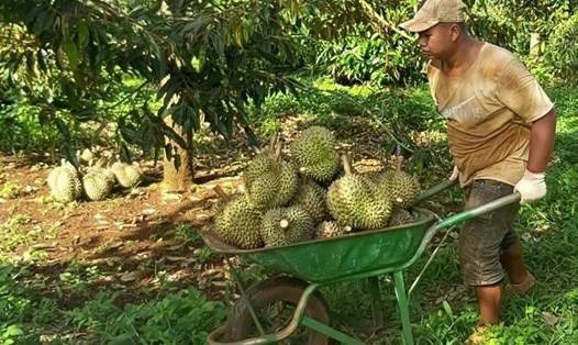 Ngành nông nghiệp đảm bảo nguồn cung lương thực, thực phẩm cho cả nước. Ảnh: Bảo Trung