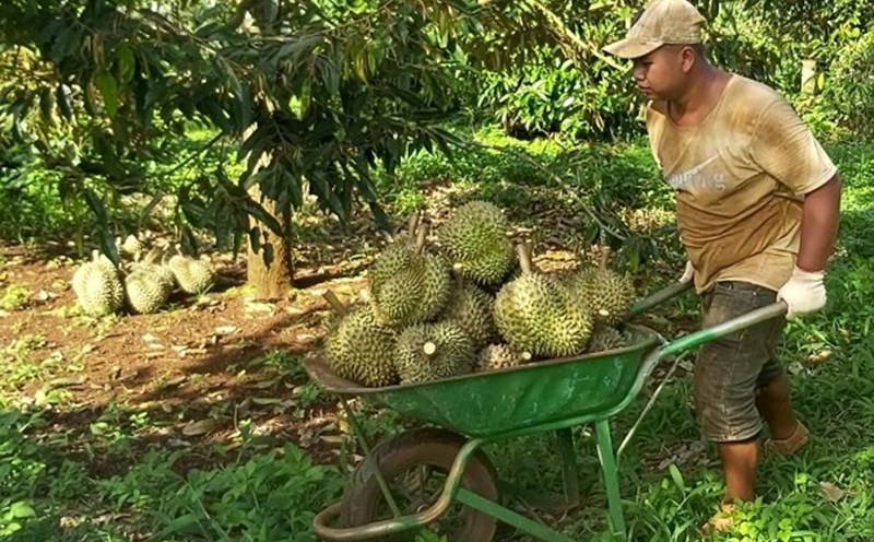 Ngành nông nghiệp đảm bảo nguồn cung lương thực, thực phẩm cho cả nước. Ảnh: Bảo Trung