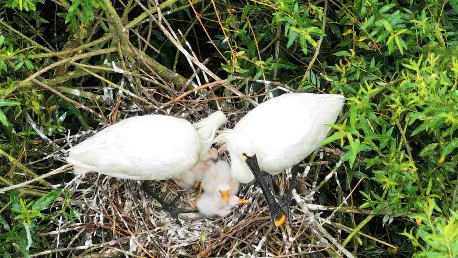 The spoonbill family discovered at the RSPB reserve. Photo: RSPB