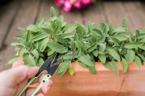 Trồng cây xô thơm trong nhà mang đến nhiều lợi ích tốt cho sức khỏe. Ảnh: Pixabay