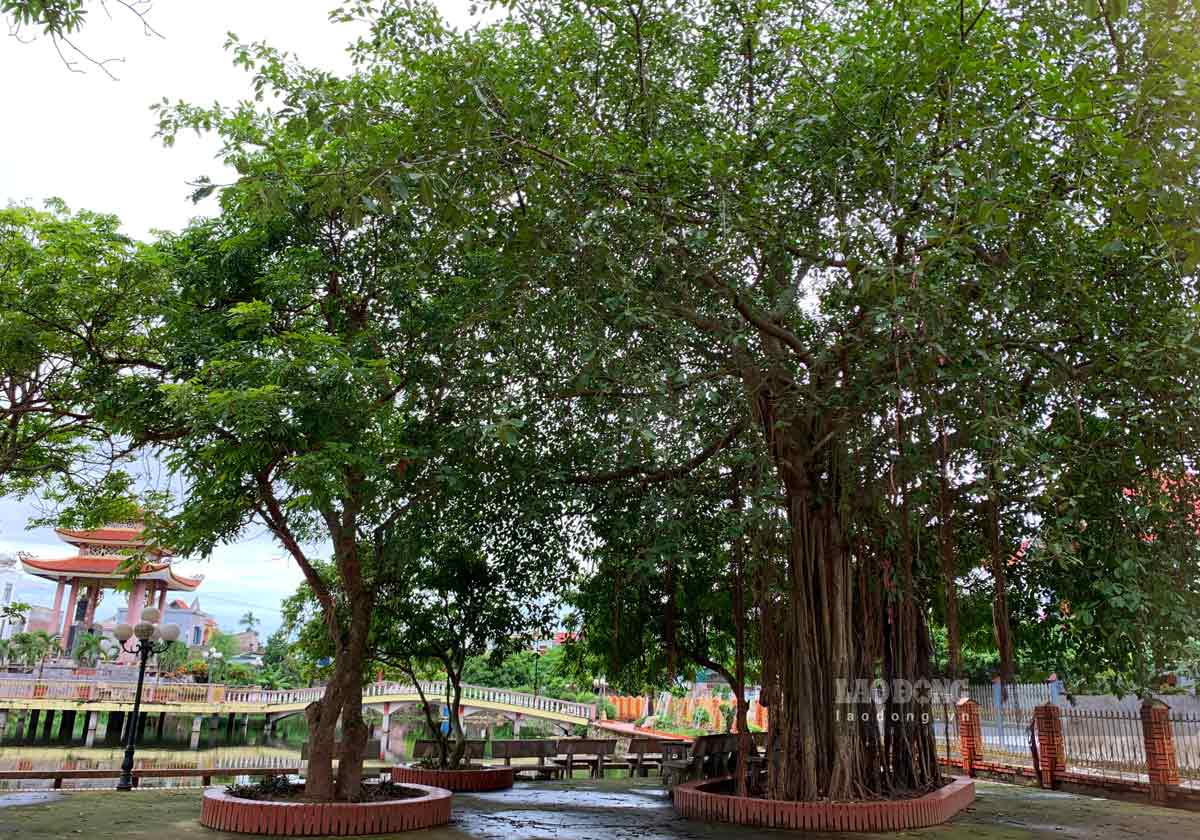 Around Co Dung communal house, there are many ancient trees creating an ancient and pure beauty.