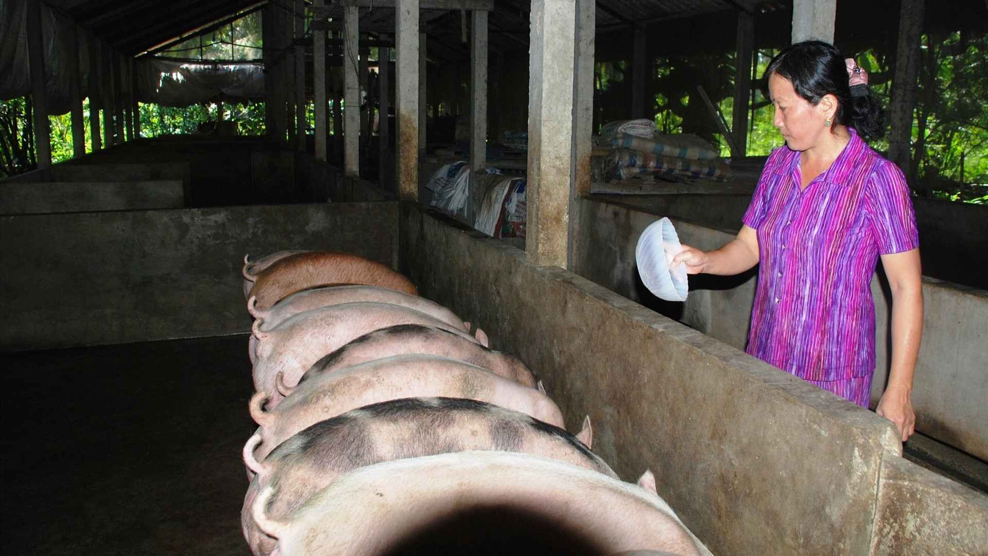 Giá heo hơi giảm, chi phí chăn nuôi cao ảnh hưởng đến lợi nhuận của nông hộ. Ảnh: Trần Lưu 