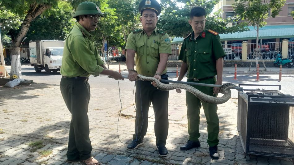 Người dân phát hiện trăn đất nặng 5kg. Ảnh: Diệp Trần