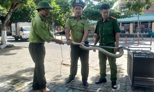 Người dân phát hiện trăn đất nặng 5kg. Ảnh: Diệp Trần