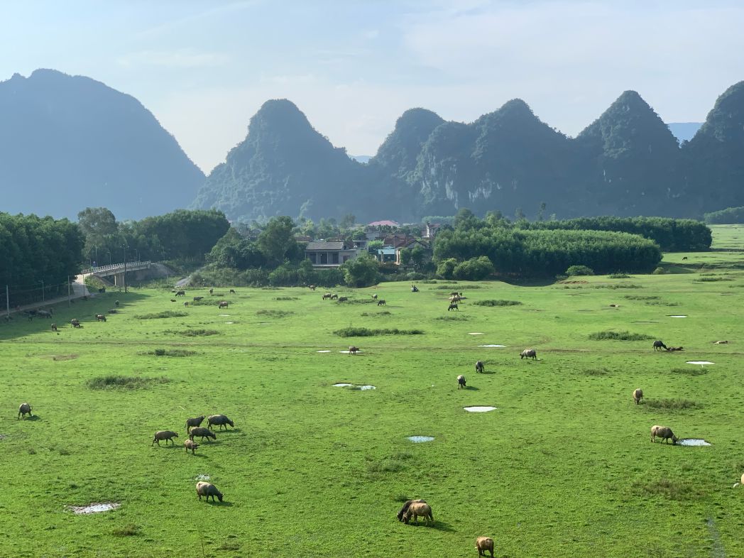 Đồng cỏ miền quê yên bình. Ảnh: Ý Yên