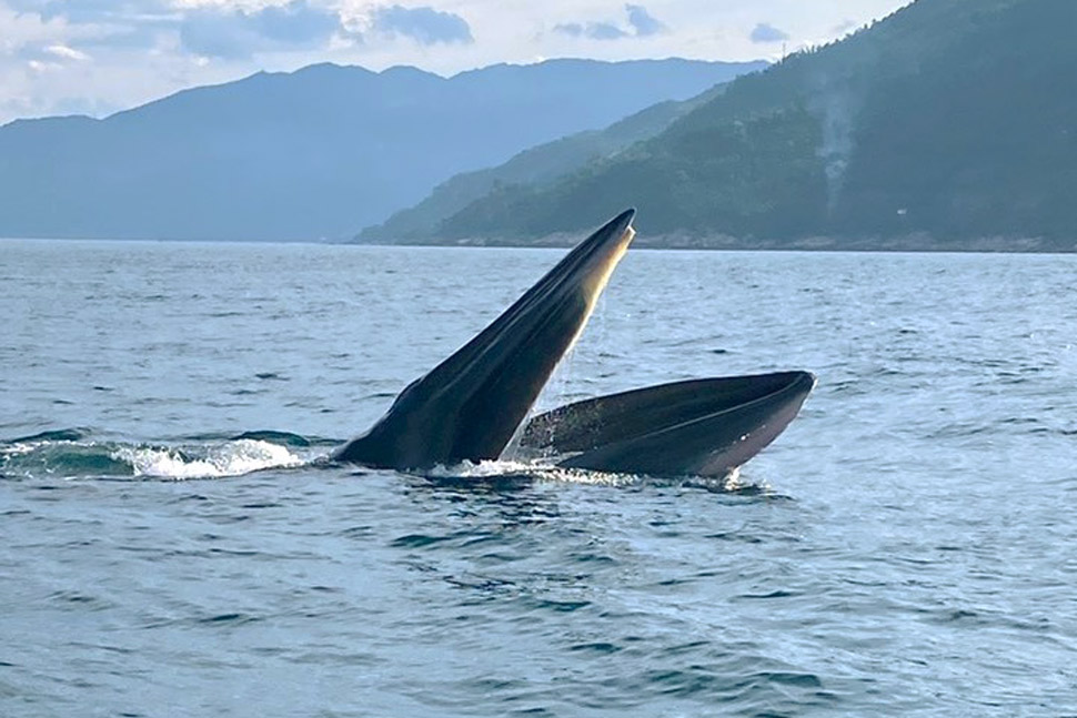 Cá voi có kích cỡ lớn tung tăng đớp mồi trên vùng biển vịnh Vũng Rô (Phú Yên) vào giữa tháng 7.2023. Ảnh cắt từ clip