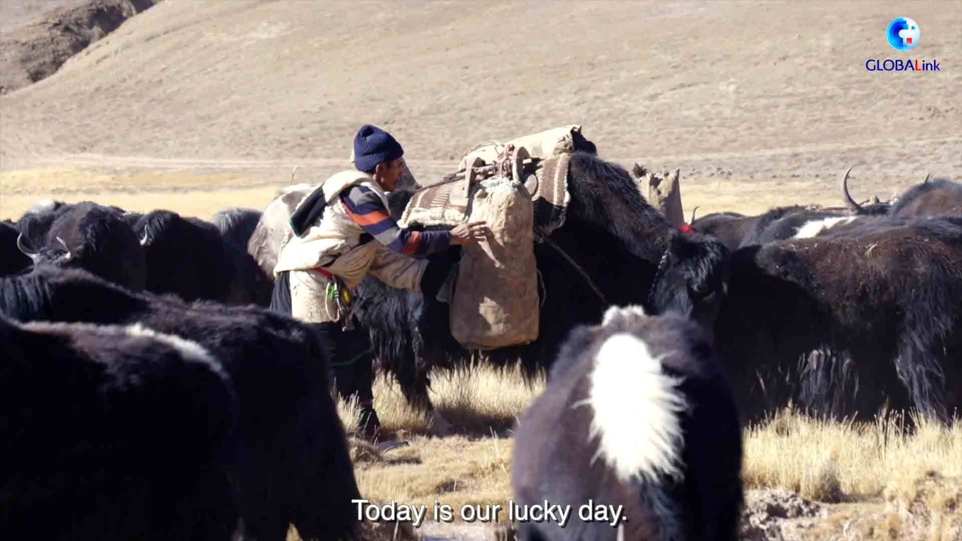 Bò Tây Tạng mang các thiết bị điện có thể gập ở Nagqu, Trung Quốc. Ảnh: Xinhua