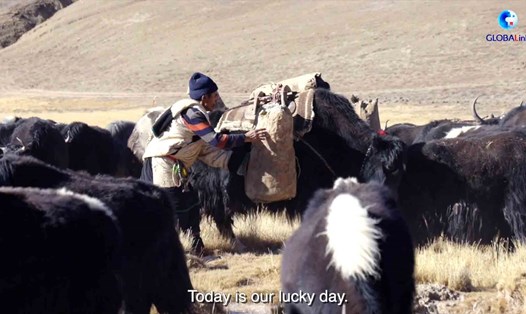 Bò Tây Tạng mang các thiết bị điện có thể gập ở Nagqu, Trung Quốc. Ảnh: Xinhua