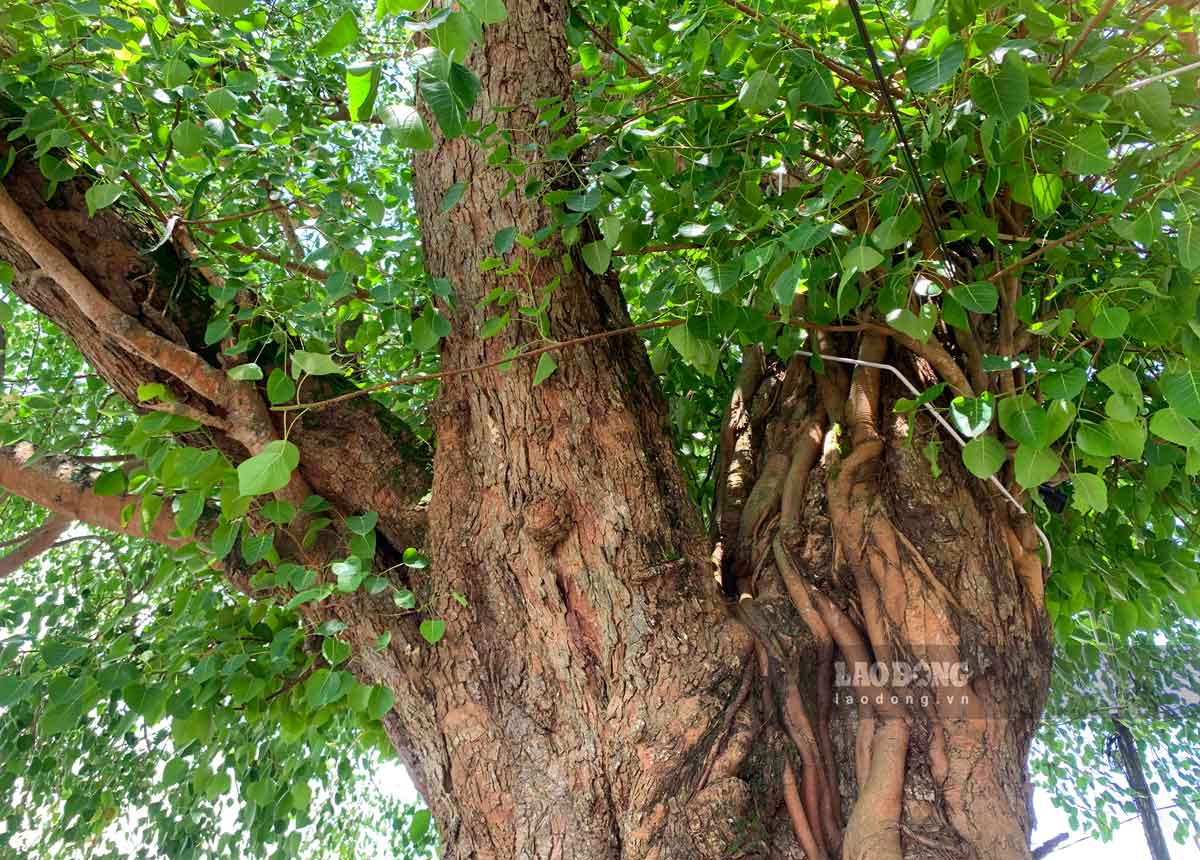 Theo ghi chép để lại, cặp cây bồ đề cổ thụ là vọng gác trên cao để quan sát phát hiện tàu chiến trên sông Ninh Cơ trong 2 cuộc kháng chiến chống Pháp và chống Mỹ để giúp nhân dân đề phòng.