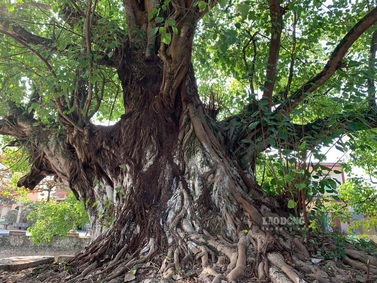 Phần gốc của 2 cây bồ đề to khoảng vài người lớn cầm tay nhau mới ôm trọn được thân cây, cao chừng 20 m, da cây xù xì.