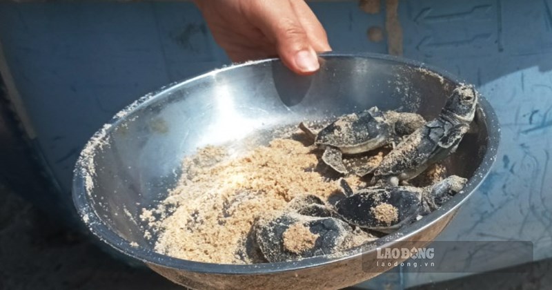 Cận cảnh quá trình hàng chục chú rùa con trở về biển ở Bình Định