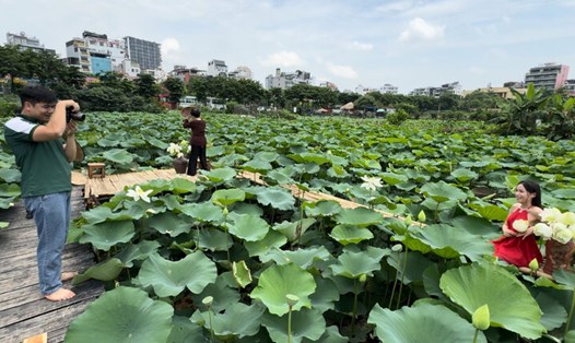 Các điểm tham quan tại các ao sen quanh Hồ Tây đã lên kế hoạch giảm giá vé tham quan vào dịp Lễ hội Sen Hà Nội lần này. Ảnh: Hoàng Lộc