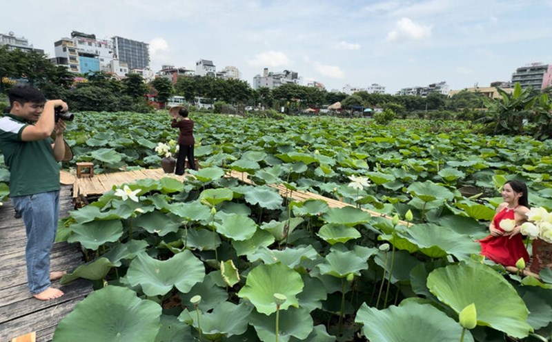 Các điểm tham quan tại các ao sen quanh Hồ Tây đã lên kế hoạch giảm giá vé tham quan vào dịp Lễ hội Sen Hà Nội lần này. Ảnh: Hoàng Lộc