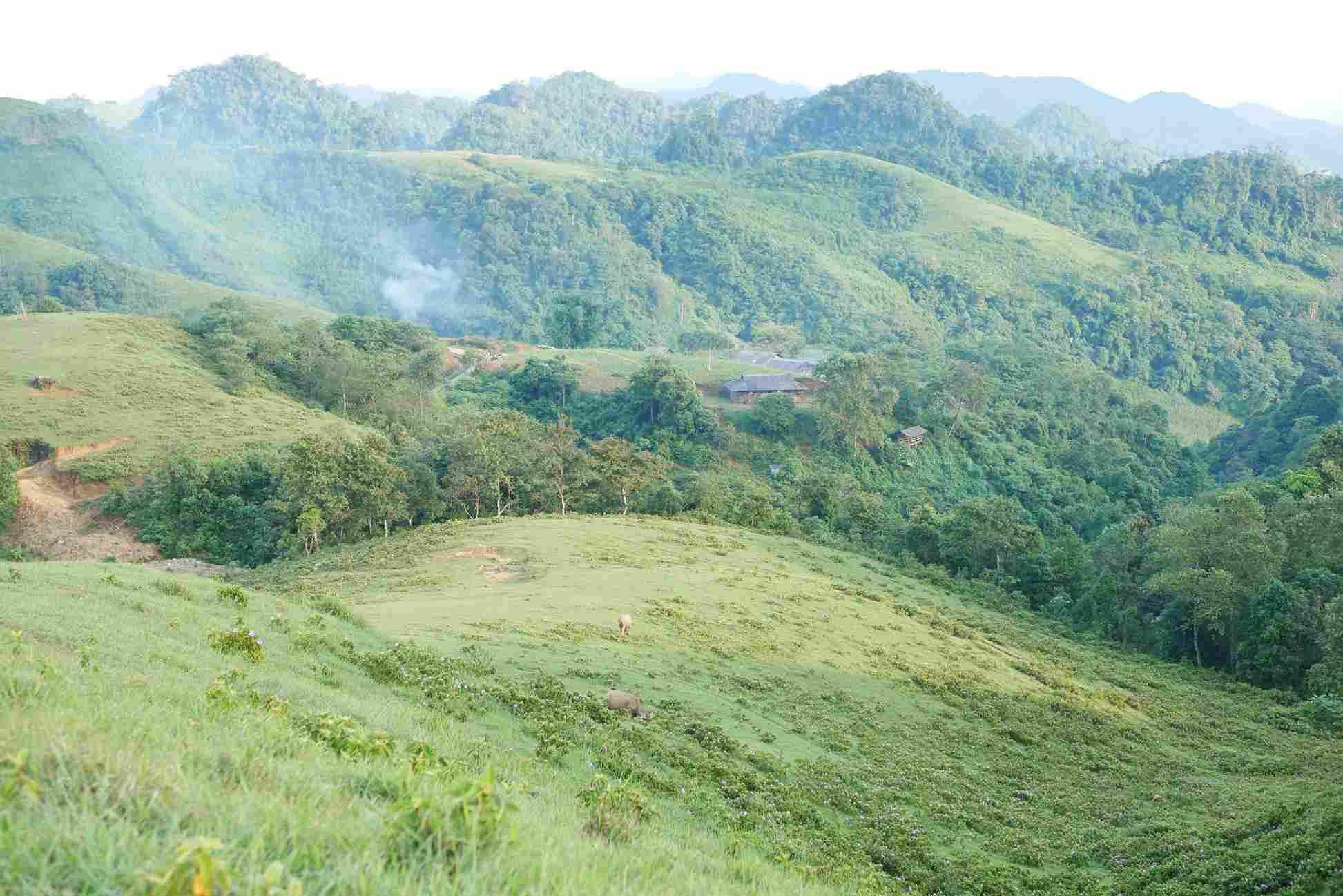 The peaceful, wild and lyrical beauty of the Sam Chiem steppe also comes from the vast blue sky and white clouds. In the distance, buffaloes and cows leisurely graze next to the wisps of smoke rising from the simple roofs of local people.