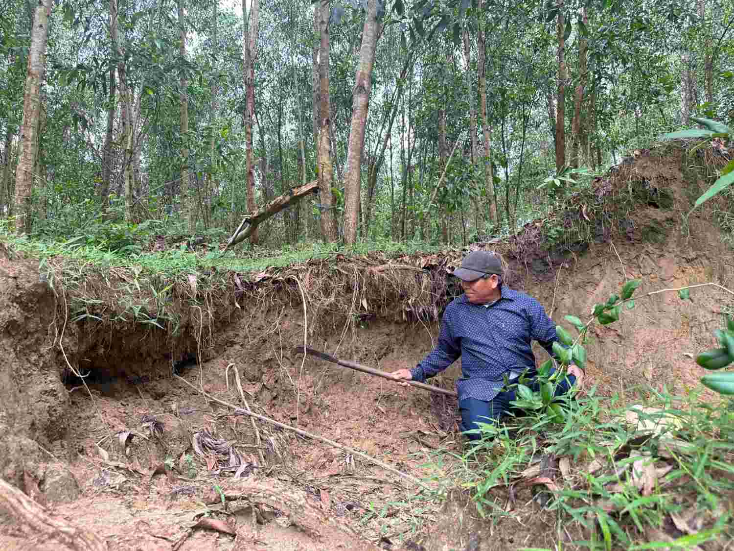 Một đoạn suối Bảy Mẫu bị sạt lở vào đất sản xuất của ông Nguyễn Lợi ở thôn Nam Thành, xã Hòa Phong, huyện Hòa Vang. Ảnh: Thanh Hà