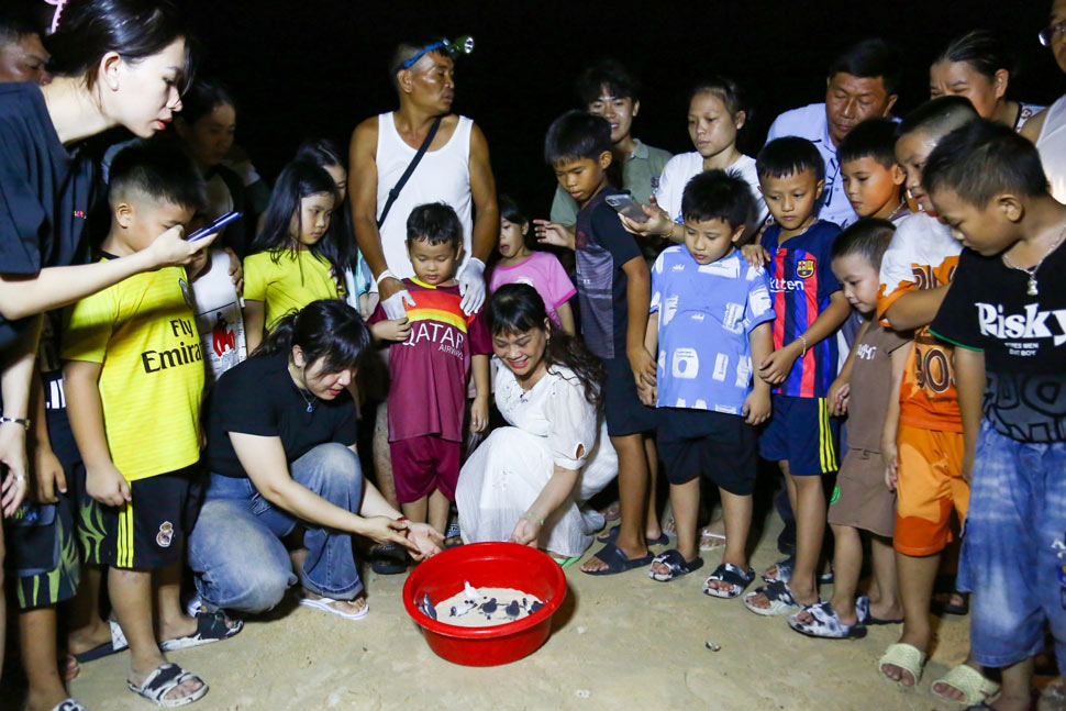 Từ đầu tháng 7.2024 đến nay, có hơn 140 chú rùa con chào đời trên bãi biển Bình Định. Ảnh: Hoài Luân