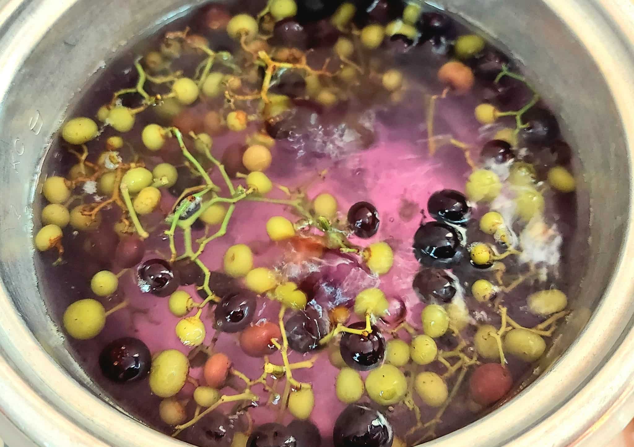 When exposed to high temperatures, ripe fruit will turn the juice a characteristic purple color. Photo: Azid Giau