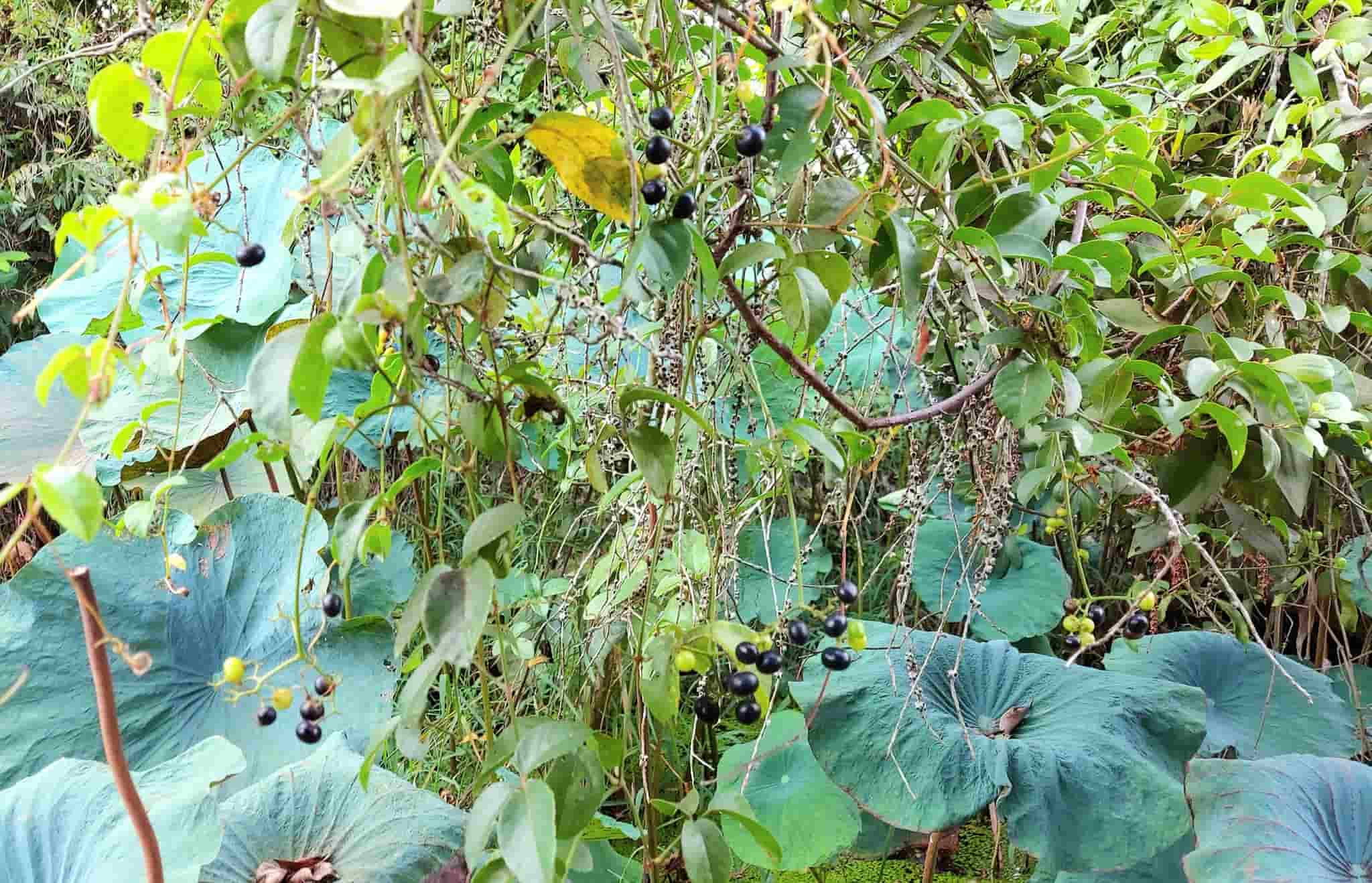 Acorns are easy to find and often grow around gardens and mangrove forests. Photo: Azid Giau