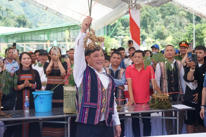 "Big man" Ho Van Luong (pictured) donated 3 Ngoc Linh ginseng (auctioned for nearly 130 million VND) to the temporary housing removal fund of Nam Tra My district. BTC photo