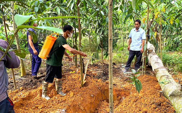 Veterinary staff and people destroy pigs infected with African swine fever. Photo: DVCC